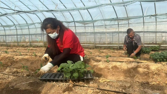 股票配资平台官网入口 东平县大羊镇：茄苗定植忙 培育“新希望”